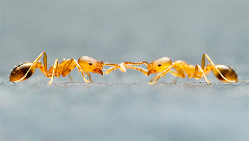 Αλλά ενάντια στα μυρμήγκια, οι βόμβες καπνού μπορεί να είναι αναποτελεσματικές εάν η μυρμηγκοφωλιά βρίσκεται έξω από το διαμέρισμα.