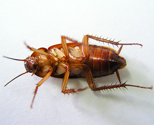 Rook die insecticiden bevat, kan kakkerlakken en bedwantsen in gewone appartementen effectief vernietigen.