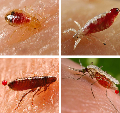 دعنا نتعرف على الحشرات الماصة للدماء التي يمكن أن تقابلها في سريرك ...