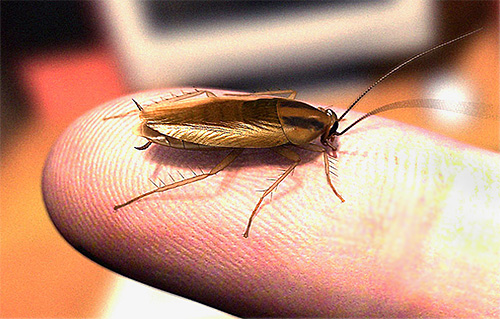 Málokdo ví, že s velkým počtem švábů v místnosti jsou docela schopni kousnout člověka v noci.