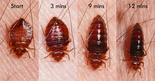 Bir yatak böceğinin boyutu, ne kadar kan içtiğine önemli ölçüde bağlıdır.