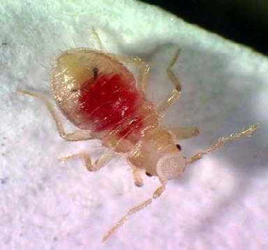 Fotografia di una larva di cimice