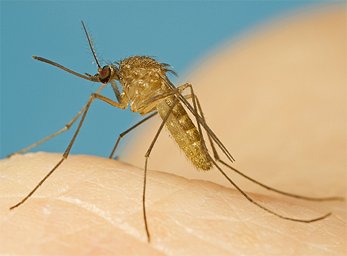 Komár je příkladem typického hmyzu sajícího krev.