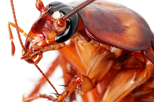 Sebbene gli scarafaggi non appartengano agli insetti succhiasangue, a volte possono mordere le particelle dell'epitelio delle persone che dormono.