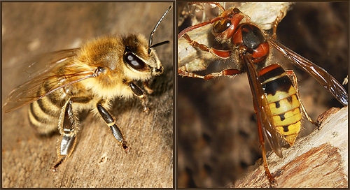 Bålgetingen (höger) och biet (vänster) är något lika till färgen
