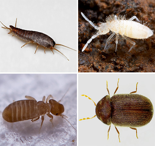 Pojďme se podívat, jaké druhy drobného hmyzu můžeme jednou potkat v našem bytě, máme se jich bát a co od nich čekat...