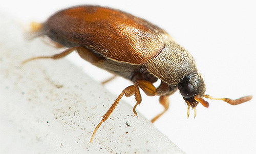 Gândacul de piele, în ciuda dimensiunilor sale mici, poate provoca daune semnificative bunurilor tale din casă.