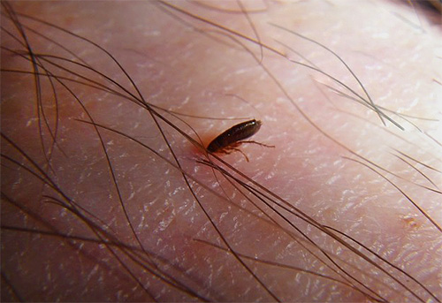 벼룩과 같은 작은 곤충 중 일부는 흡혈 기생충이며 다양한 질병의 병원체를 운반하는 능력 때문에 매우 위험합니다.