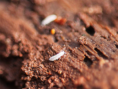 แมลงสีขาวตัวเล็ก ๆ ในกระถางมักเป็นหางกระดิ่ง