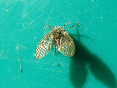 Vlinder (Psychodidae)