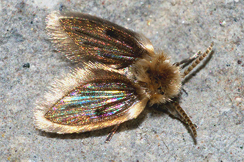 Fluturii arată ca niște muște mici, pufoase, gri.