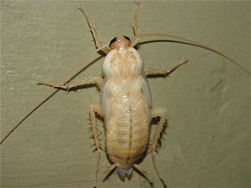 Een recent vervelde kakkerlak is bijna wit.