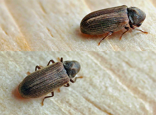 Foto menunjukkan kumbang pengisar