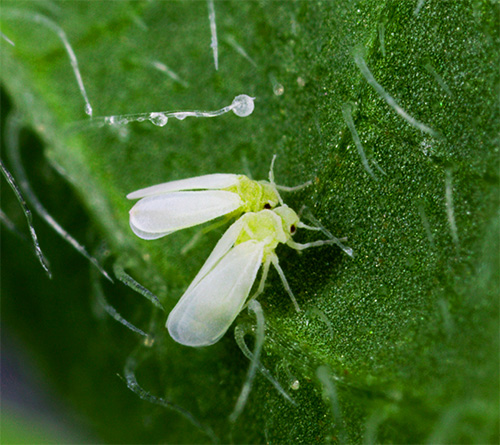 Η φωτογραφία δείχνει λευκές μύγες