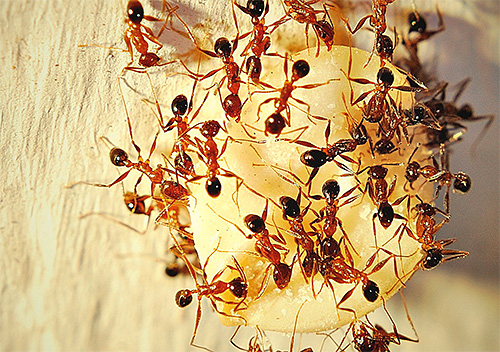 Semut kecil yang terdapat di dalam rumah kadangkala agak sukar untuk dibiakkan, kerana mereka boleh menyusun semut mereka di luar rumah.