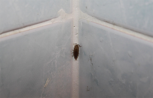Banyoda ahşap bitlerinin varlığı aşırı nemin bir göstergesidir - havalandırma ve sürekli sızıntı yapan borularla ilgili sorunlar olabilir.