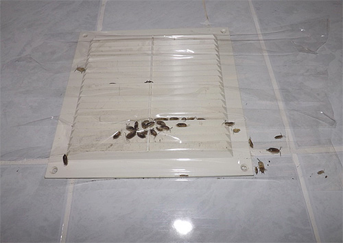 Foto menunjukkan contoh pengudaraan yang dimeterai dengan pita pelekat, di mana kutu kayu menembusi ke dalam apartmen dari loteng.