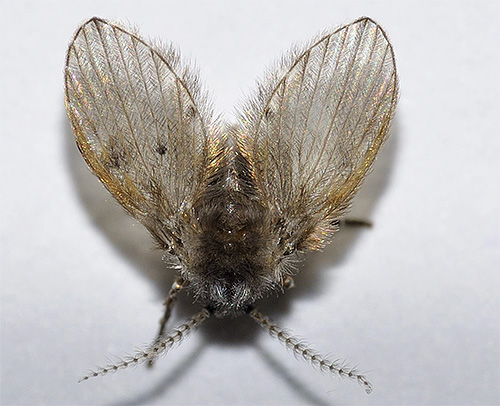 Ako su se mali leteći insekti pojavili u kupaonici ili WC-u, to mogu biti leptiri.