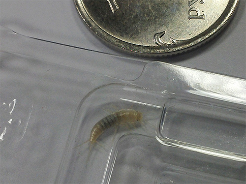 Serangga putih kecil yang merangkak ke atas dinding bilik mandi boleh menjadi ikan perak.