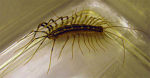 Islak banyoların bir diğer aşığı da sinekkapan böceğidir.