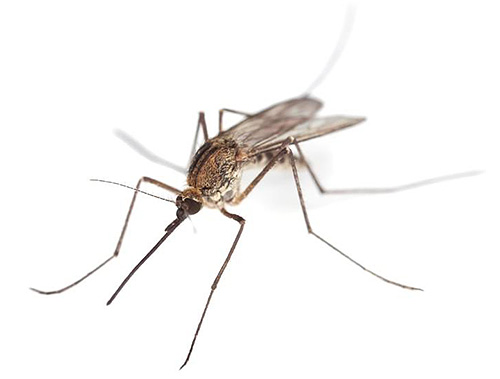 Nyamuk memerlukan persekitaran yang lembap untuk berkembang maju, jadi ia juga sering dijumpai di bilik mandi.