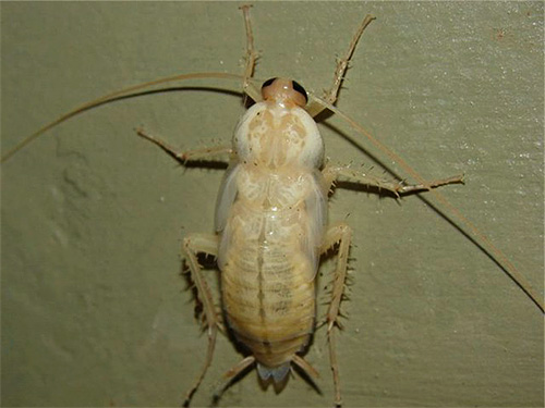 Lišící se larvy obyčejného červeného švába zpočátku vypadají jako nepochopitelný malý bílý hmyz