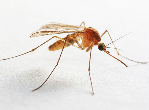 Muggen zijn ook te vinden in de badkamer of toilet, die constant een hoge luchtvochtigheid houdt.