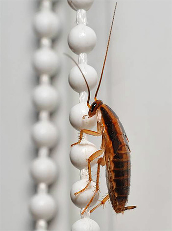 Kakkerlakken kunnen de kamer binnenkomen door ventilatie van buren.