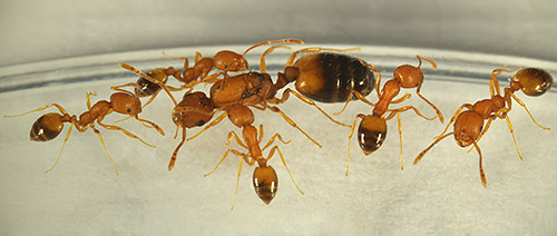 Karıncaların genellikle evde nereden geldiğini ve onlara bu kadar yakın olmanın ne kadar tehlikeli olabileceğini anlamaya çalışalım ...