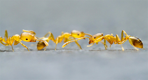 파라오 개미는 다리에 다양한 병원체를 옮길 수 있습니다.