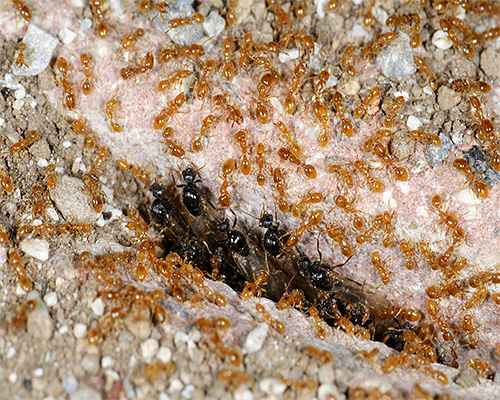 Semut pencuri biasanya tidak mengatur rangkaian semut yang saling berkait, tetapi berhimpit di satu tempat perlindungan terpencil.
