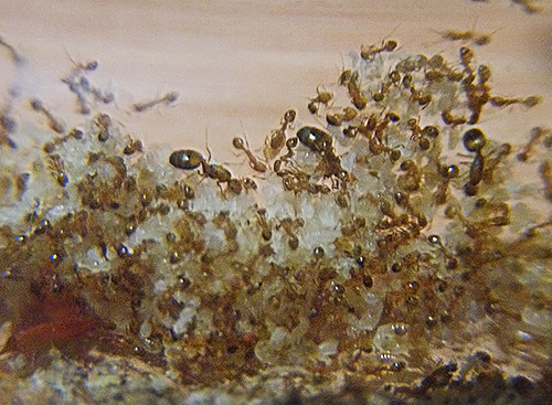 Βασίλισσες μυρμηγκιών Φαραώ