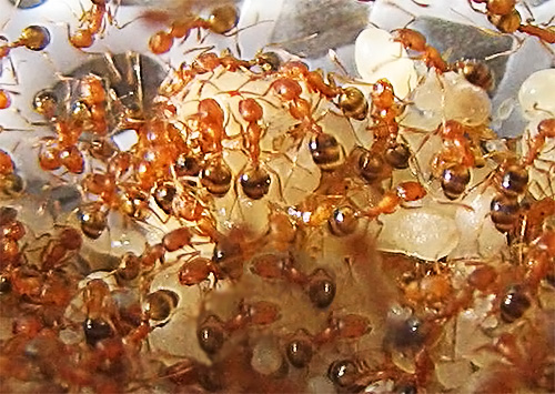 Když se kolonie mravenců domácích faraonů příliš rozroste, objeví se v ní nové mladé samice.