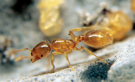 Το μυρμήγκι κλέφτης είναι πολύ πιο πιθανό να βρεθεί στο φυσικό του περιβάλλον παρά σε ένα ανθρώπινο σπίτι.