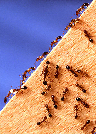 Att bekämpa myror i huset är det viktigt att inte bara bli av med redan befintliga insekter, utan också att identifiera och sedan blockera vägarna för deras inträde i rummet