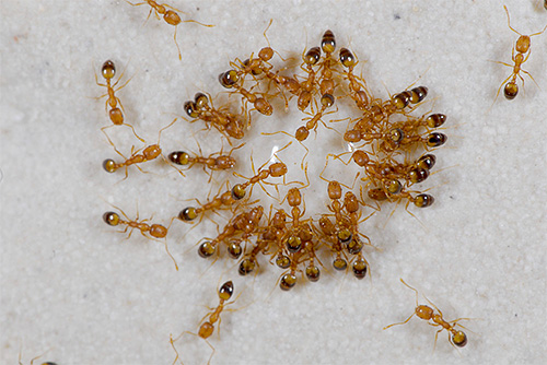 Le piccole formiche rosse in casa sono chiamate formiche del faraone.