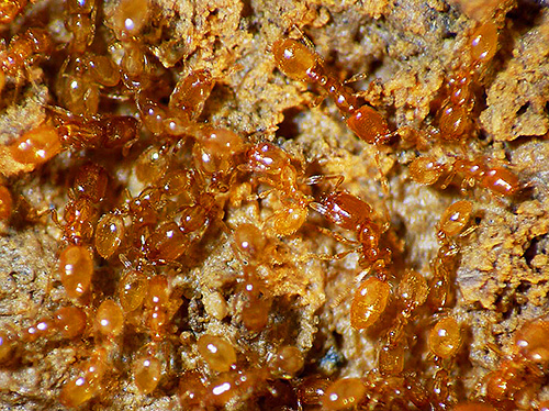 في المنازل ، يوجد لصوص النمل عادة في أول طابقين أو ثلاثة طوابق.