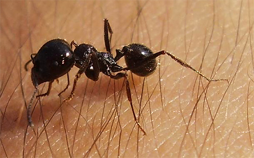 Občas v domě můžete také potkat mravence žně, který se sem náhodou dostal.