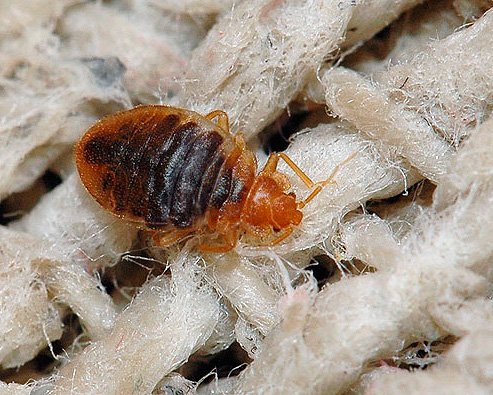 Le cimici dei letti sono forse uno degli insetti più fastidiosi in un appartamento.