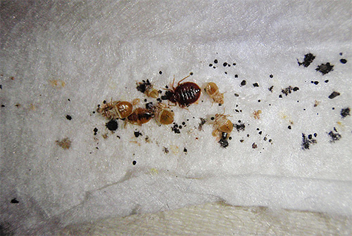 첫 번째 처리와 두 번째 처리 사이의 시간 동안 일반적으로 새로운 벌레 유충이 살아남은 알에서 부화합니다.