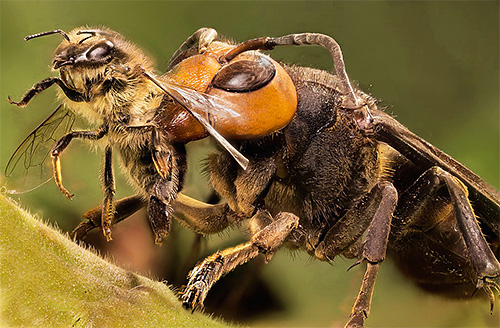Jätte japanska bålgetingar är ett riktigt åskväder för bigården, eftersom de kan massivt förstöra bin.