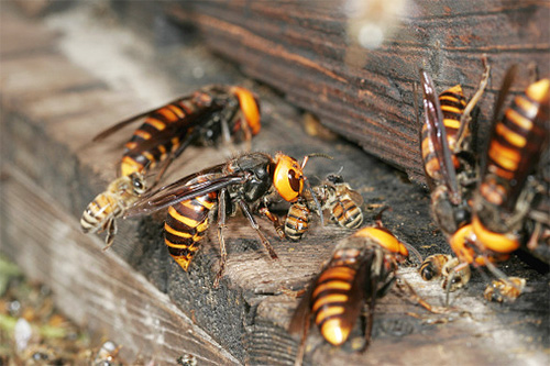 Dessa rovinsekter föredrar att attackera bikupan gemensamt...