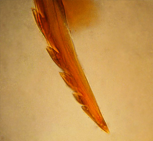Bilden visar att biets stick har en taggig form.