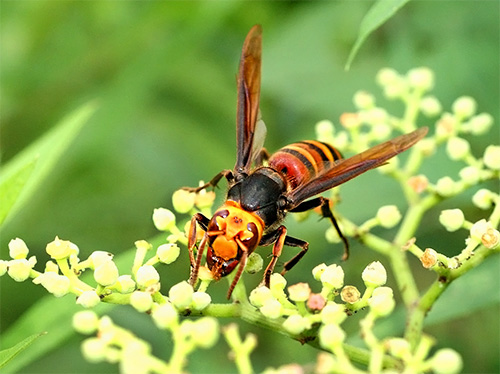 På grund av den enorma storleken och den karakteristiska färgen på den japanska bålgetingen är det svårt att förväxla den med någon annan insekt.