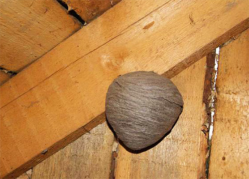 Soprattutto le vespe costruiscono i loro nidi nelle soffitte delle case di legno.