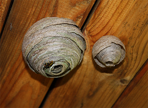 I calabroni o le vespe che si sono stabiliti in soffitta possono anche essere distrutti con un secchio d'acqua.