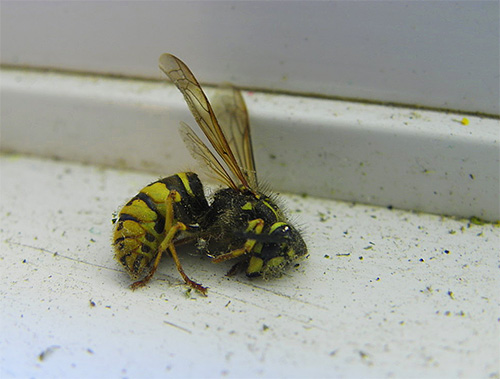 말벌의 파괴에 적합한 살충제가 많이 있습니다.