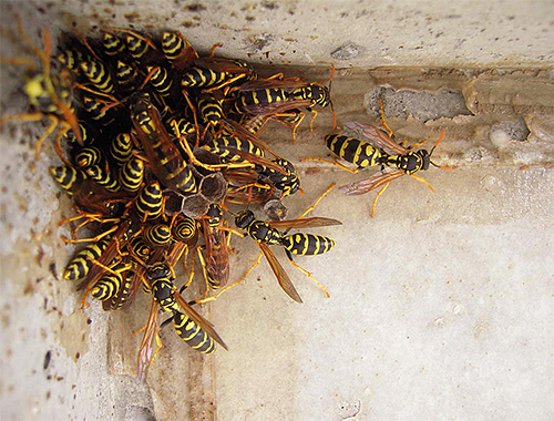 Begin de strijd tegen wespen op het balkon, vergeet niet om jezelf van tevoren te beschermen tegen hun beten.