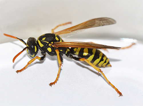 Una vespa che è volata accidentalmente sul balcone è meglio lasciarla tornare in strada.