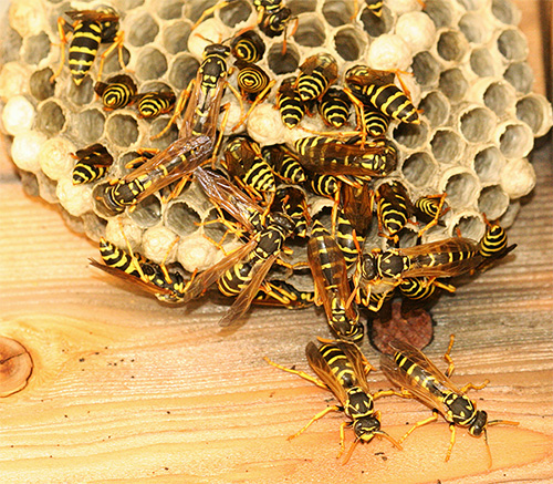 Va ricordato che le vespe possono difendere molto attivamente il loro nido, a volte attaccando una persona con un intero sciame ...